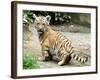 A Three Month Old Siberian Tiger Cub at the Duisberg Zoo in Germany-null-Framed Photo