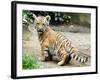 A Three Month Old Siberian Tiger Cub at the Duisberg Zoo in Germany-null-Framed Photo