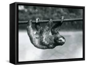 A Three-Toed Sloth Slowly Makes its Way Along a Pole at London Zoo, C.1913-Frederick William Bond-Framed Stretched Canvas