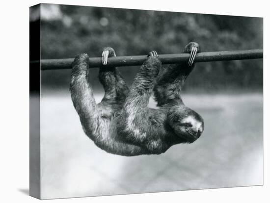 A Three-Toed Sloth Slowly Makes its Way Along a Pole at London Zoo, C.1913-Frederick William Bond-Stretched Canvas