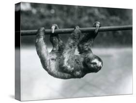 A Three-Toed Sloth Slowly Makes its Way Along a Pole at London Zoo, C.1913-Frederick William Bond-Stretched Canvas