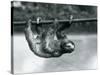 A Three-Toed Sloth Slowly Makes its Way Along a Pole at London Zoo, C.1913-Frederick William Bond-Stretched Canvas