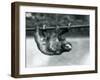 A Three-Toed Sloth Slowly Makes its Way Along a Pole at London Zoo, C.1913-Frederick William Bond-Framed Premium Photographic Print