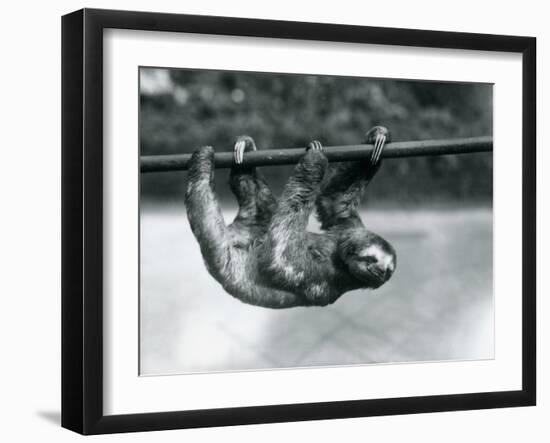 A Three-Toed Sloth Slowly Makes its Way Along a Pole at London Zoo, C.1913-Frederick William Bond-Framed Premium Photographic Print