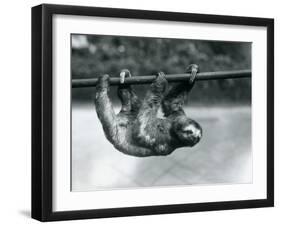 A Three-Toed Sloth Slowly Makes its Way Along a Pole at London Zoo, C.1913-Frederick William Bond-Framed Premium Photographic Print