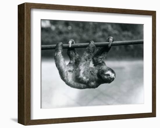 A Three-Toed Sloth Slowly Makes its Way Along a Pole at London Zoo, C.1913-Frederick William Bond-Framed Photographic Print