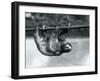 A Three-Toed Sloth Slowly Makes its Way Along a Pole at London Zoo, C.1913-Frederick William Bond-Framed Photographic Print