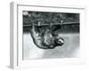 A Three-Toed Sloth Slowly Makes its Way Along a Pole at London Zoo, C.1913-Frederick William Bond-Framed Photographic Print