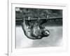 A Three-Toed Sloth Slowly Makes its Way Along a Pole at London Zoo, C.1913-Frederick William Bond-Framed Photographic Print