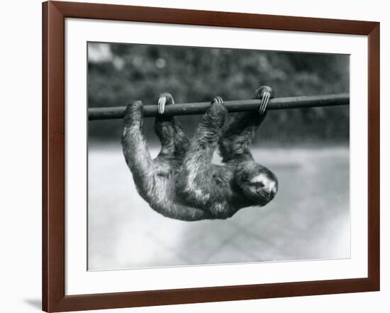 A Three-Toed Sloth Slowly Makes its Way Along a Pole at London Zoo, C.1913-Frederick William Bond-Framed Photographic Print
