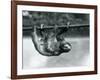 A Three-Toed Sloth Slowly Makes its Way Along a Pole at London Zoo, C.1913-Frederick William Bond-Framed Photographic Print