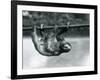 A Three-Toed Sloth Slowly Makes its Way Along a Pole at London Zoo, C.1913-Frederick William Bond-Framed Photographic Print