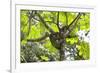 A Three-Toed Sloth-Kjersti-Framed Photographic Print