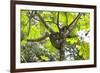 A Three-Toed Sloth-Kjersti-Framed Photographic Print