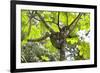 A Three-Toed Sloth-Kjersti-Framed Photographic Print