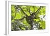 A Three-Toed Sloth-Kjersti-Framed Photographic Print