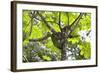 A Three-Toed Sloth-Kjersti-Framed Photographic Print