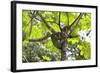 A Three-Toed Sloth-Kjersti-Framed Photographic Print