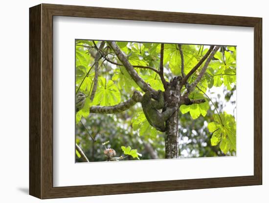 A Three-Toed Sloth-Kjersti-Framed Photographic Print