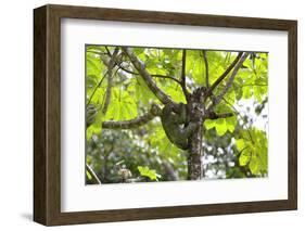 A Three-Toed Sloth-Kjersti-Framed Photographic Print