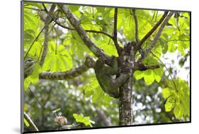 A Three-Toed Sloth-Kjersti-Mounted Photographic Print