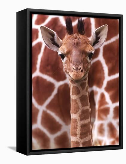 A Three Week Old Baby Giraffe at Whipsnade Wild Animal Park Pictured in Front of Its Mother-null-Framed Stretched Canvas