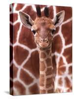 A Three Week Old Baby Giraffe at Whipsnade Wild Animal Park Pictured in Front of Its Mother-null-Stretched Canvas