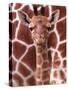 A Three Week Old Baby Giraffe at Whipsnade Wild Animal Park Pictured in Front of Its Mother-null-Stretched Canvas