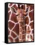 A Three Week Old Baby Giraffe at Whipsnade Wild Animal Park Pictured in Front of Its Mother-null-Framed Stretched Canvas