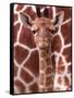 A Three Week Old Baby Giraffe at Whipsnade Wild Animal Park Pictured in Front of Its Mother-null-Framed Stretched Canvas