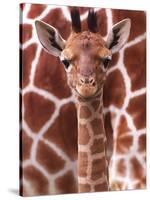 A Three Week Old Baby Giraffe at Whipsnade Wild Animal Park Pictured in Front of Its Mother-null-Stretched Canvas
