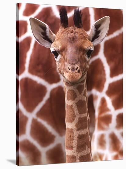 A Three Week Old Baby Giraffe at Whipsnade Wild Animal Park Pictured in Front of Its Mother-null-Stretched Canvas