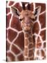 A Three Week Old Baby Giraffe at Whipsnade Wild Animal Park Pictured in Front of Its Mother-null-Stretched Canvas