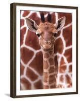 A Three Week Old Baby Giraffe at Whipsnade Wild Animal Park Pictured in Front of Its Mother-null-Framed Premium Photographic Print