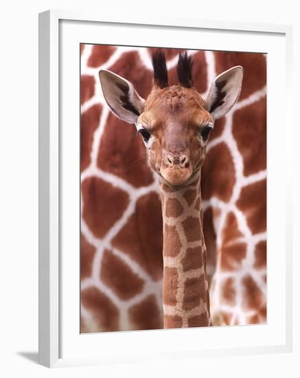 A Three Week Old Baby Giraffe at Whipsnade Wild Animal Park Pictured in Front of Its Mother-null-Framed Premium Photographic Print