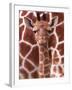 A Three Week Old Baby Giraffe at Whipsnade Wild Animal Park Pictured in Front of Its Mother-null-Framed Premium Photographic Print