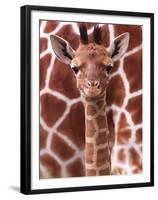 A Three Week Old Baby Giraffe at Whipsnade Wild Animal Park Pictured in Front of Its Mother-null-Framed Premium Photographic Print