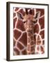 A Three Week Old Baby Giraffe at Whipsnade Wild Animal Park Pictured in Front of Its Mother-null-Framed Premium Photographic Print