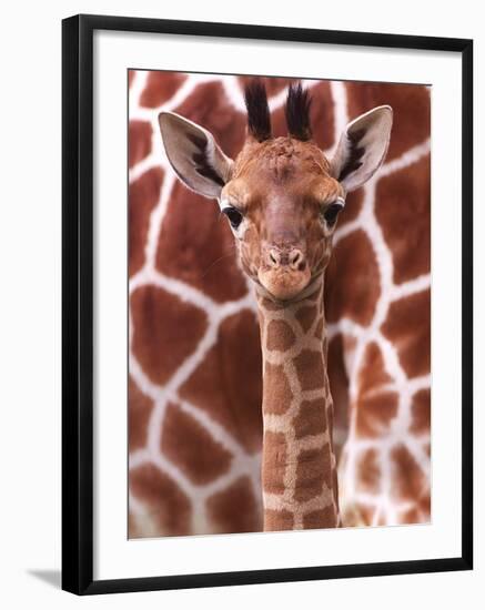 A Three Week Old Baby Giraffe at Whipsnade Wild Animal Park Pictured in Front of Its Mother-null-Framed Premium Photographic Print