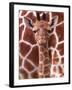 A Three Week Old Baby Giraffe at Whipsnade Wild Animal Park Pictured in Front of Its Mother-null-Framed Premium Photographic Print