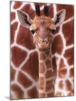 A Three Week Old Baby Giraffe at Whipsnade Wild Animal Park Pictured in Front of Its Mother-null-Mounted Premium Photographic Print