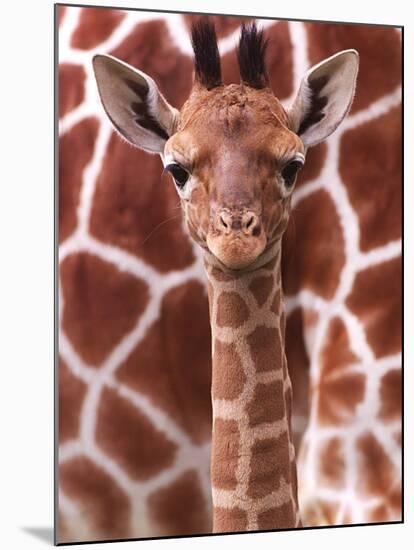 A Three Week Old Baby Giraffe at Whipsnade Wild Animal Park Pictured in Front of Its Mother-null-Mounted Premium Photographic Print