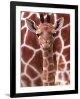 A Three Week Old Baby Giraffe at Whipsnade Wild Animal Park Pictured in Front of Its Mother-null-Framed Premium Photographic Print