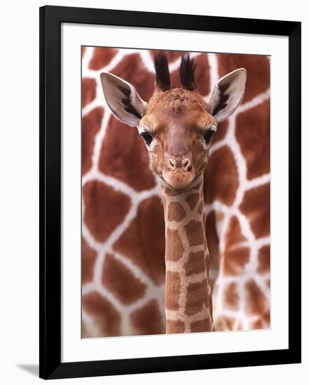 A Three Week Old Baby Giraffe at Whipsnade Wild Animal Park Pictured in Front of Its Mother-null-Framed Premium Photographic Print