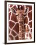 A Three Week Old Baby Giraffe at Whipsnade Wild Animal Park Pictured in Front of Its Mother-null-Framed Premium Photographic Print