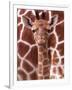 A Three Week Old Baby Giraffe at Whipsnade Wild Animal Park Pictured in Front of Its Mother-null-Framed Premium Photographic Print