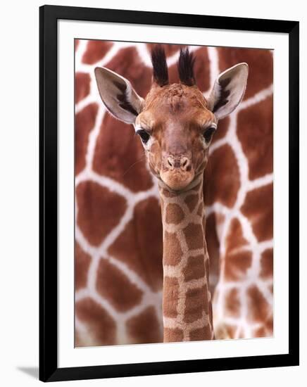 A Three Week Old Baby Giraffe at Whipsnade Wild Animal Park Pictured in Front of Its Mother-null-Framed Premium Photographic Print
