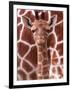 A Three Week Old Baby Giraffe at Whipsnade Wild Animal Park Pictured in Front of Its Mother-null-Framed Premium Photographic Print