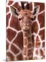 A Three Week Old Baby Giraffe at Whipsnade Wild Animal Park Pictured in Front of Its Mother-null-Mounted Premium Photographic Print