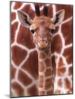 A Three Week Old Baby Giraffe at Whipsnade Wild Animal Park Pictured in Front of Its Mother-null-Mounted Photographic Print